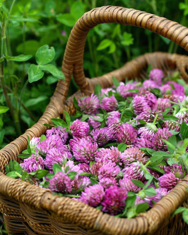 NATURE'S HORMONE BALANCERS